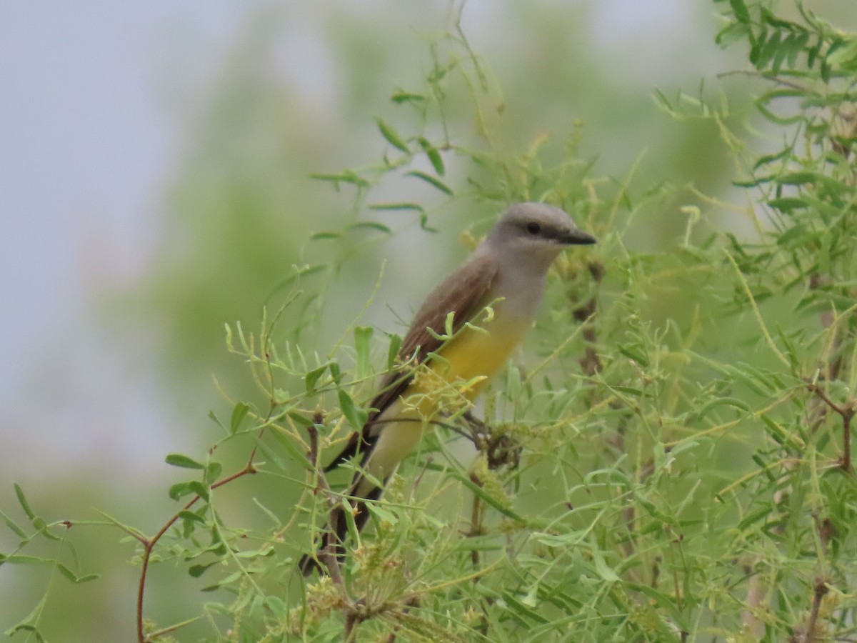 Western Kingbird - Kathleen Williams