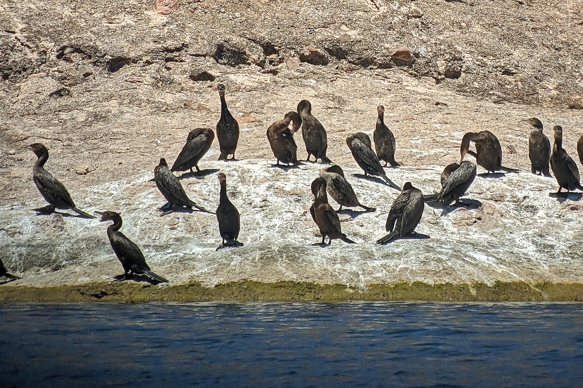 Neotropic Cormorant - ML618801556