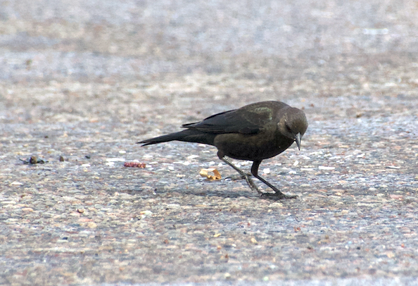 Brewer's Blackbird - Matt Blaze