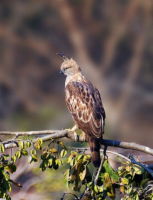 Aigle huppé (cirrhatus/ceylanensis) - ML618801573