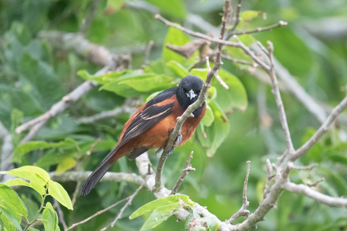 Orchard Oriole - Angie W