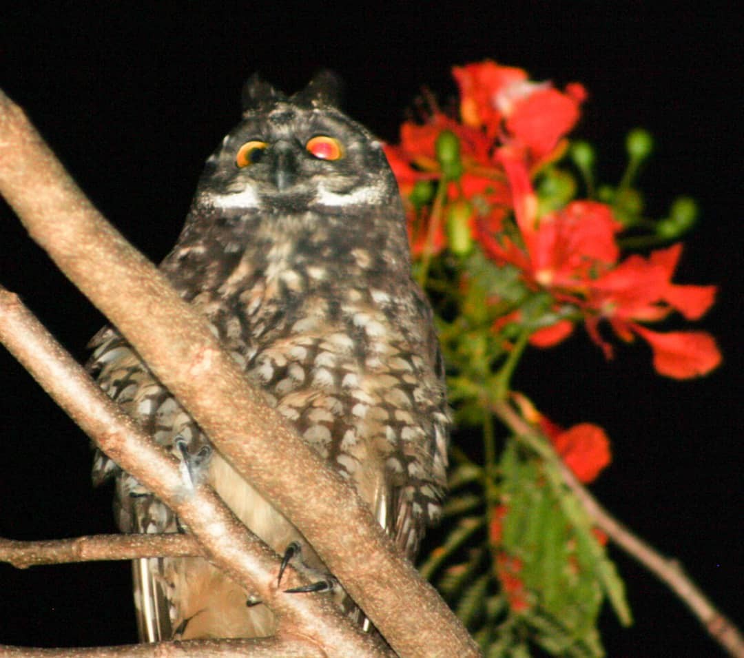 Stygian Owl - yuzaima ortiz