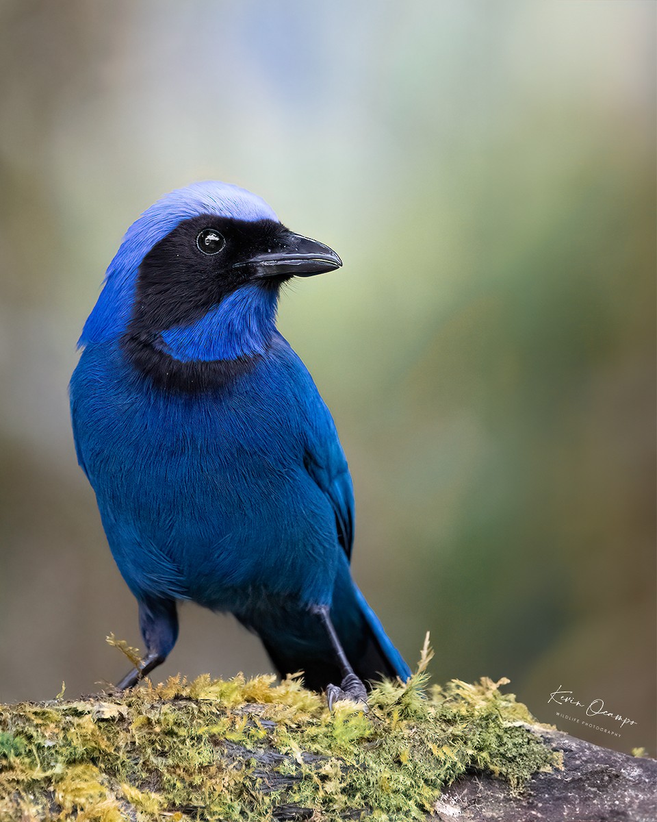 Black-collared Jay - Kevin Ocampo | Ocampo Expeditions Birding Tours
