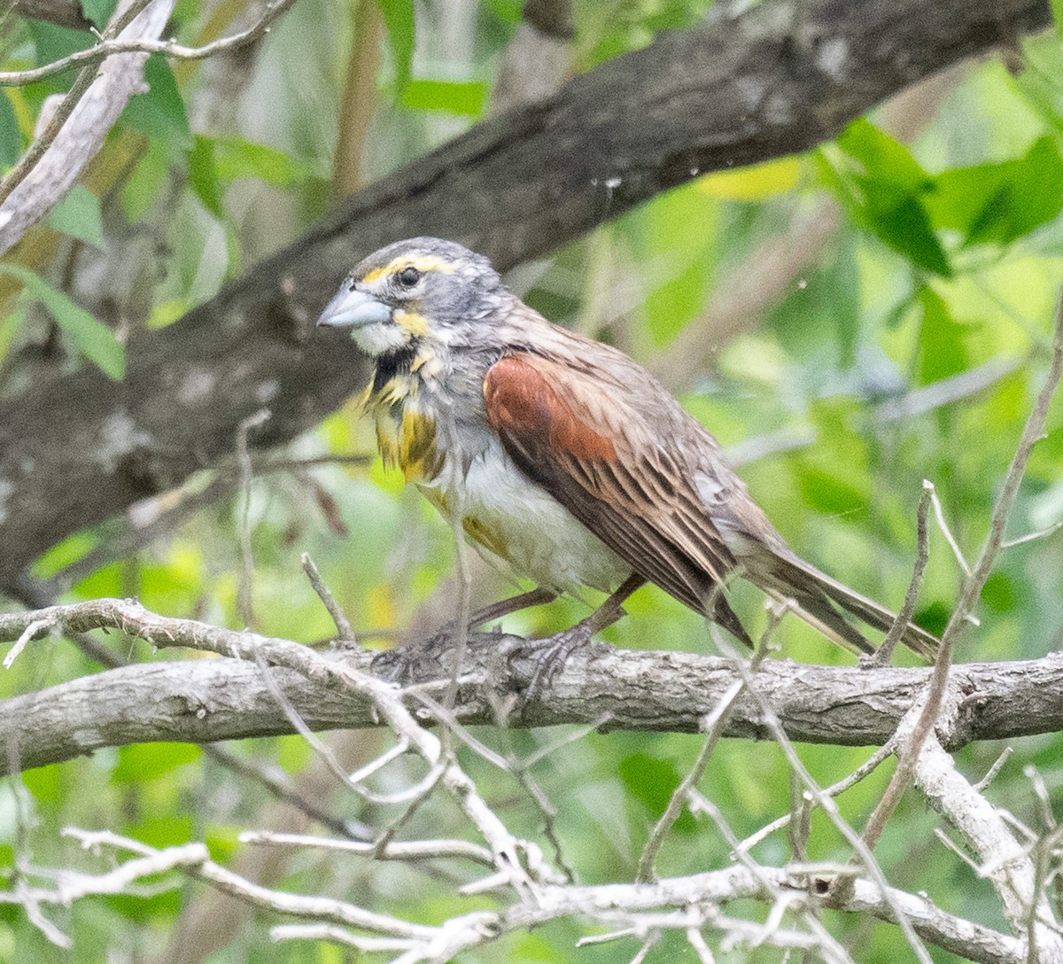 Dickcissel - Angie W