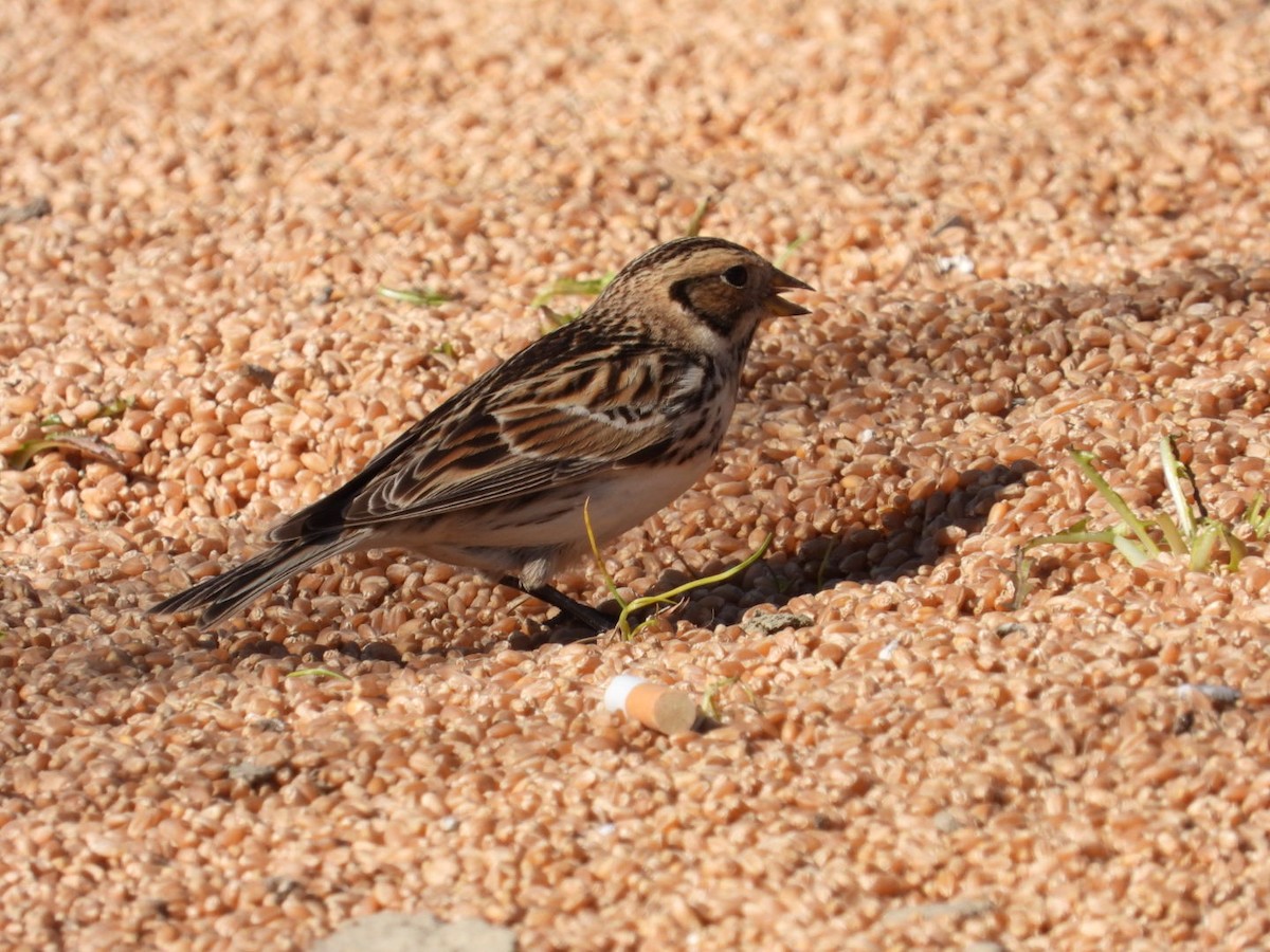 Lapland Longspur - Edward Jordan