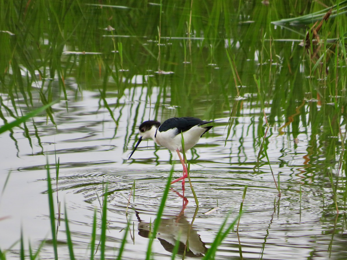 Black-winged Stilt - Paul Dennis