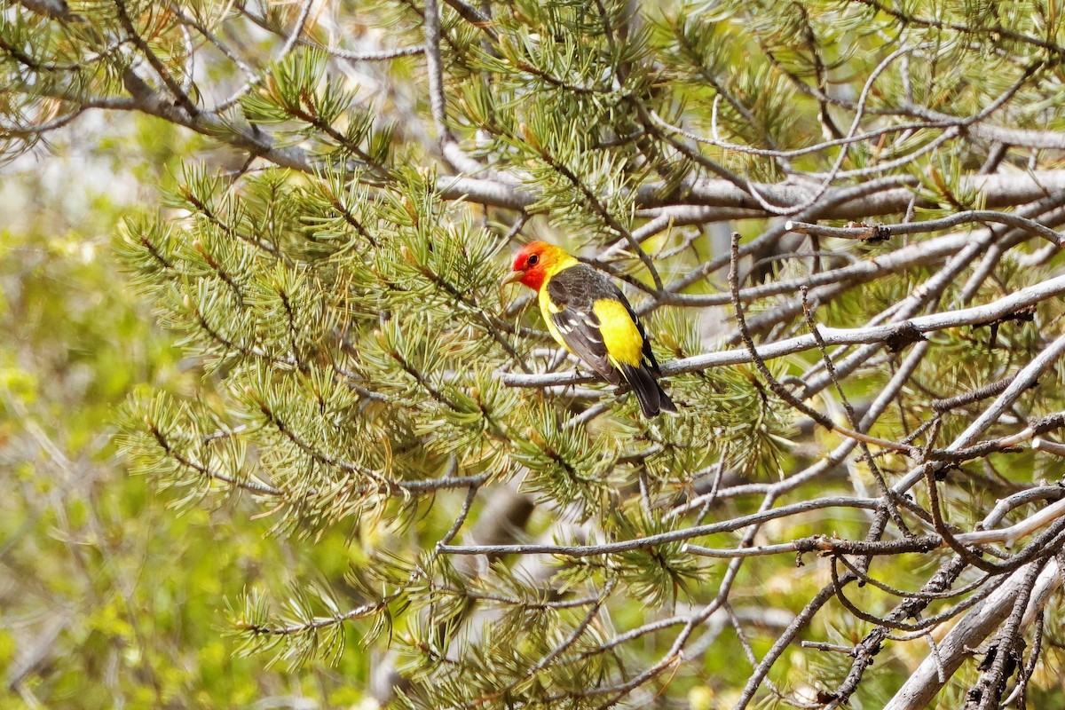 Western Tanager - Risë Foster-Bruder