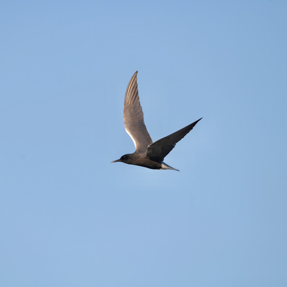 Black Tern - Thirumalai Suresh