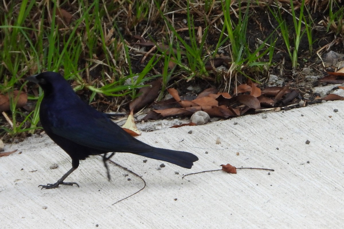 Shiny Cowbird - Licinio Garrido Hoyos