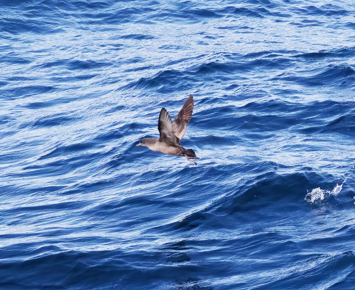 Short-tailed Shearwater - Gary Rosenberg