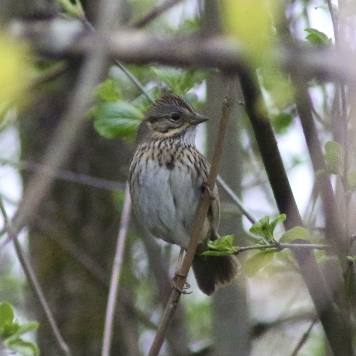 Lincoln's Sparrow - Marisa E