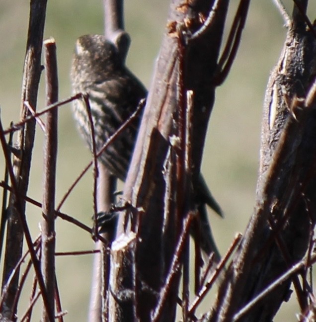 Red-winged Blackbird - Amy Ressler-Williams