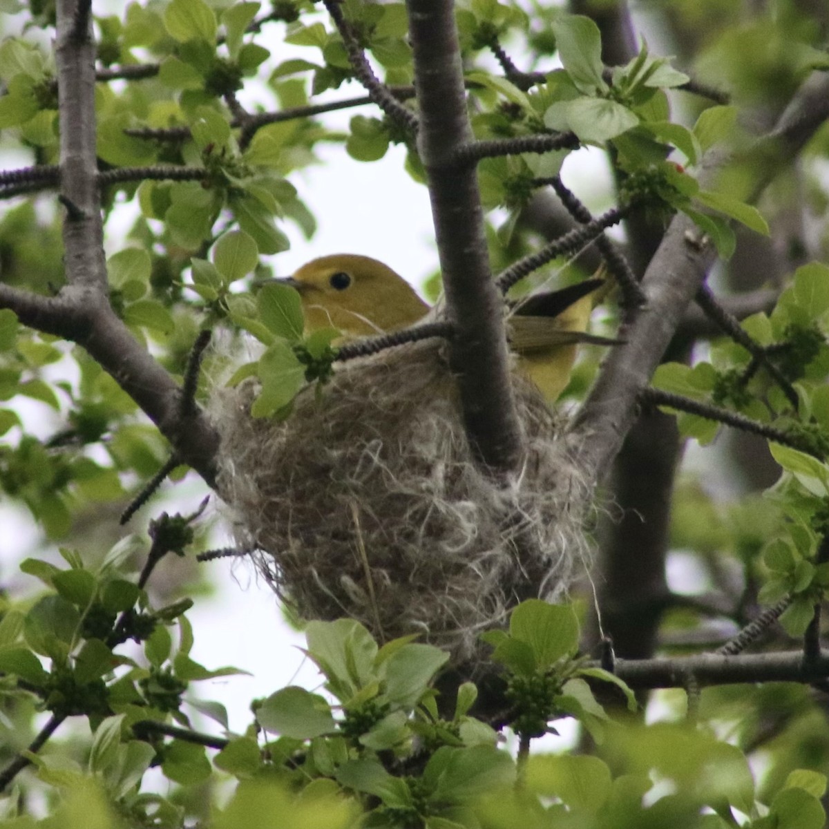 Yellow Warbler - Marisa E