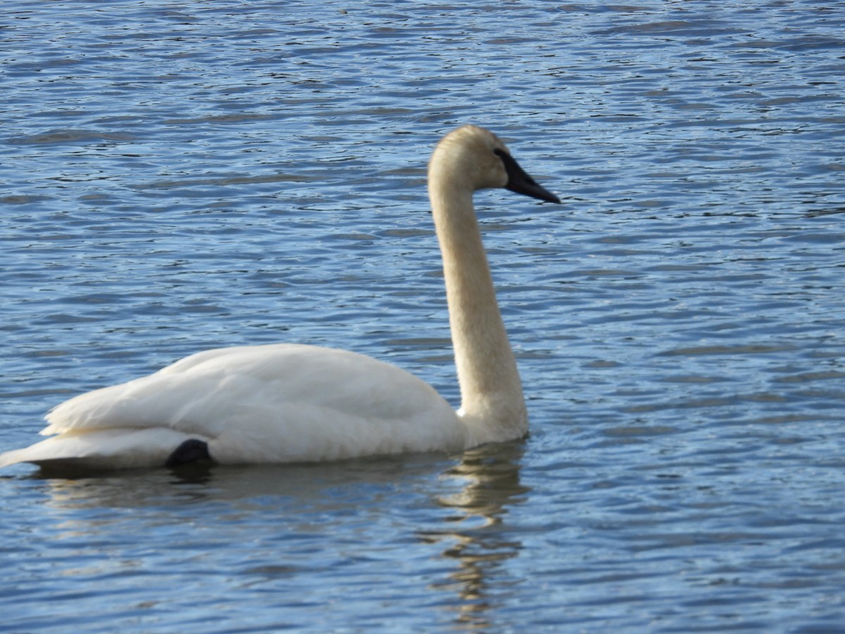 Trumpeter Swan - Edward Jordan