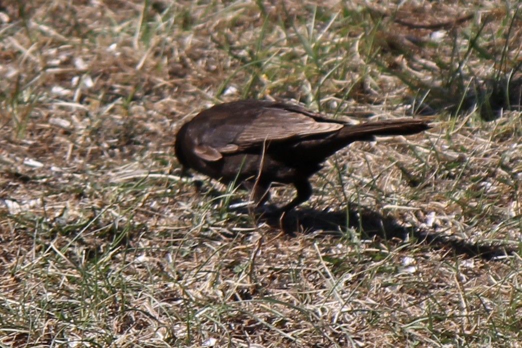 Common Grackle - Amy Ressler-Williams