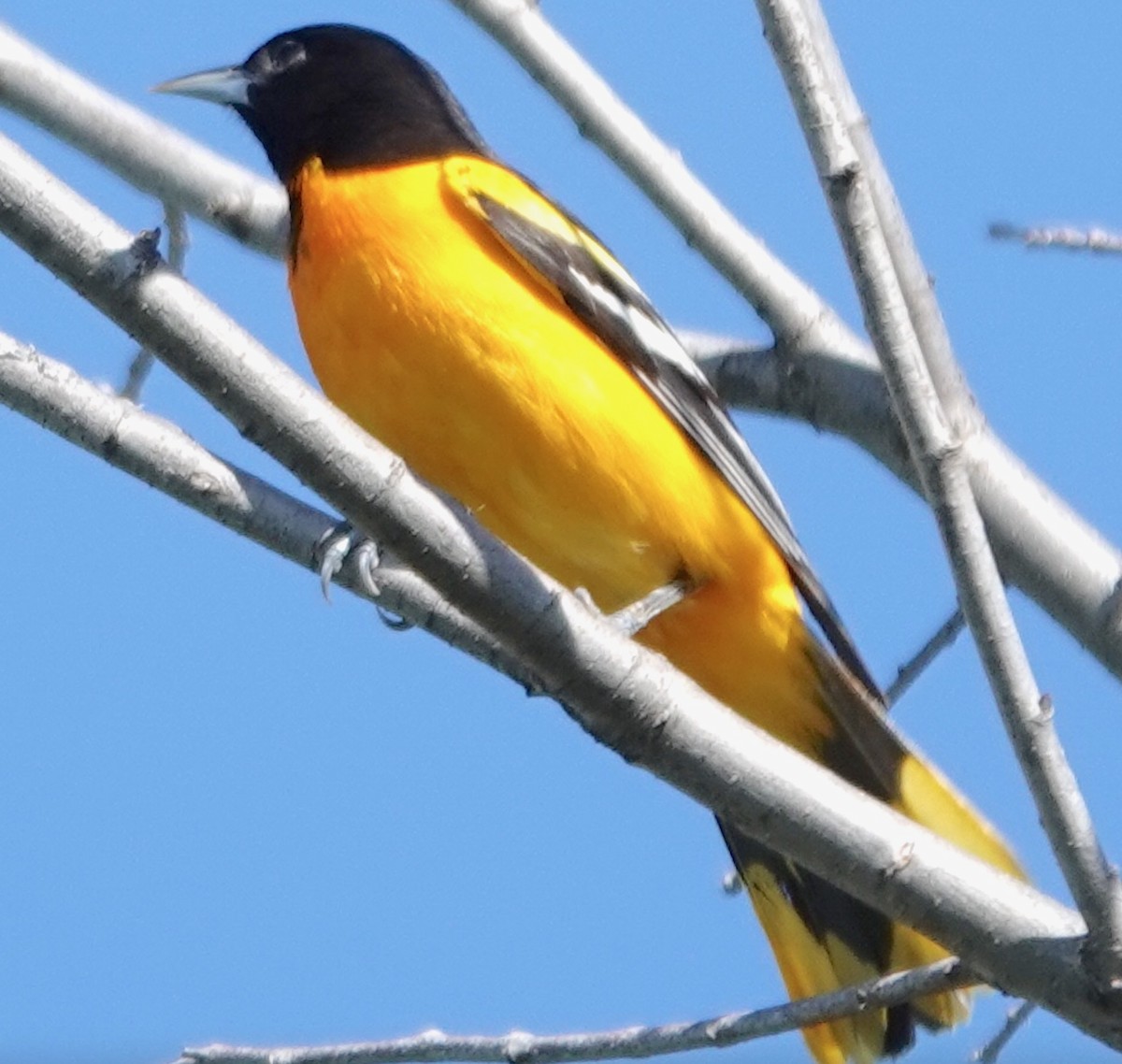 Baltimore Oriole - Sandy McGregor