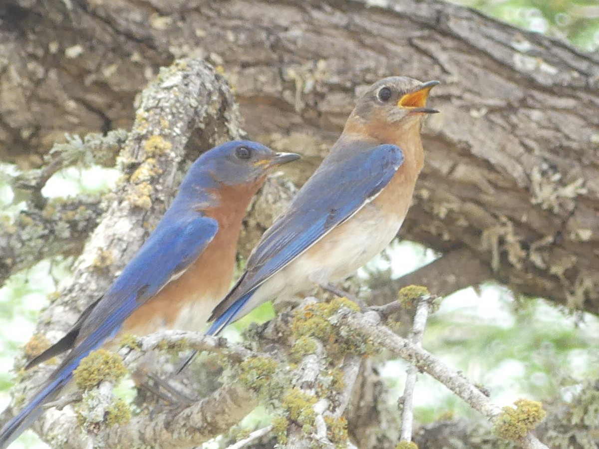 Eastern Bluebird - Jeanine Merrill