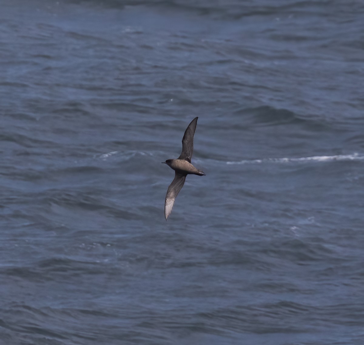 Short-tailed Shearwater - Gary Rosenberg