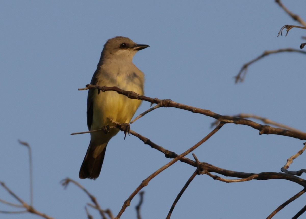 Western Kingbird - Dean LaTray