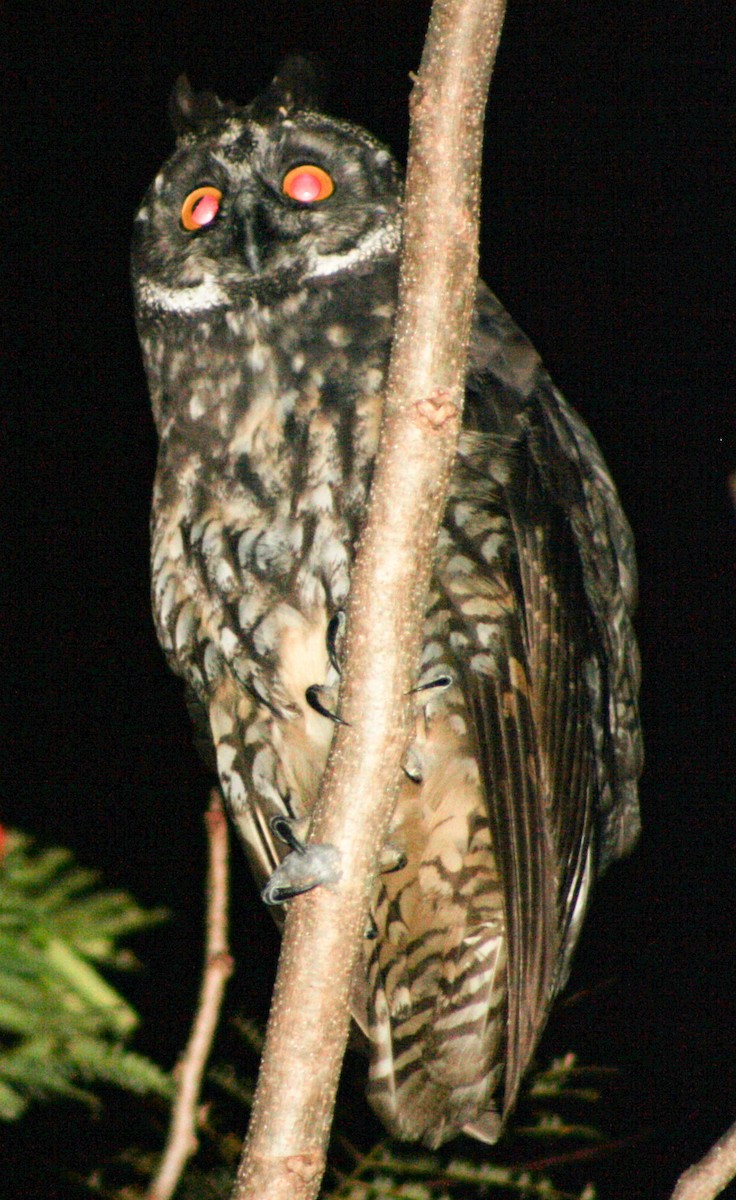 Stygian Owl - Serguei Alexander López Perez