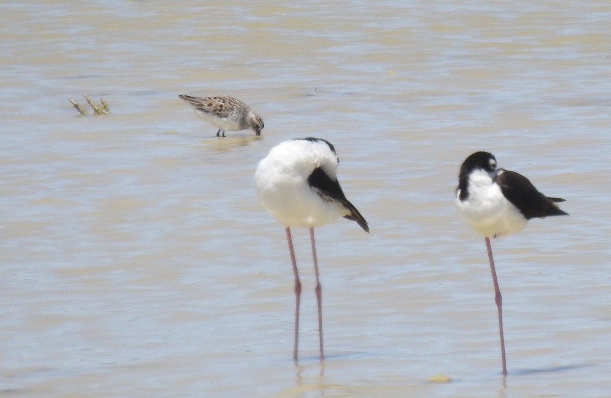 Semipalmated Sandpiper - Chris Dean