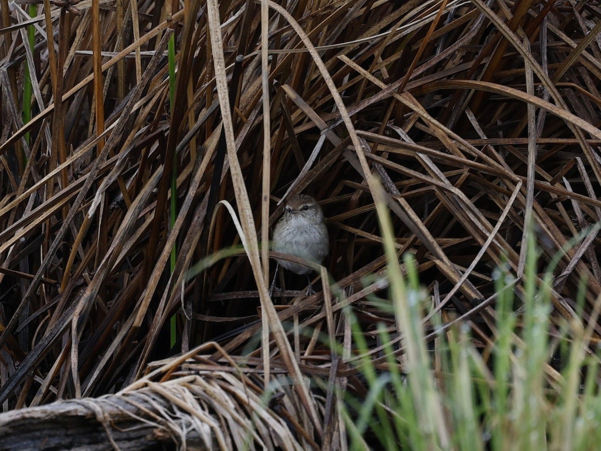 Little Grassbird - Cathy Pert