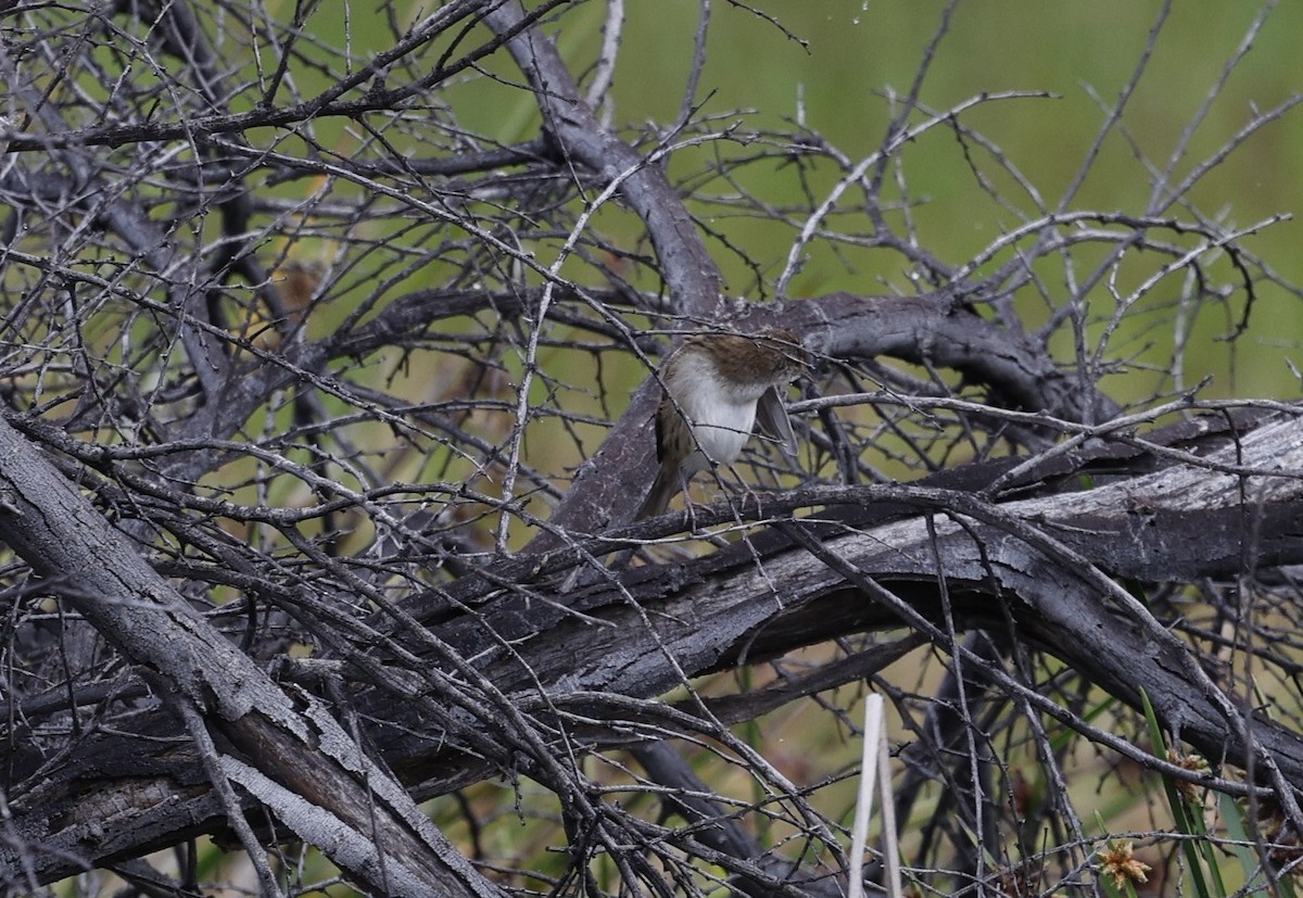 Little Grassbird - Cathy Pert