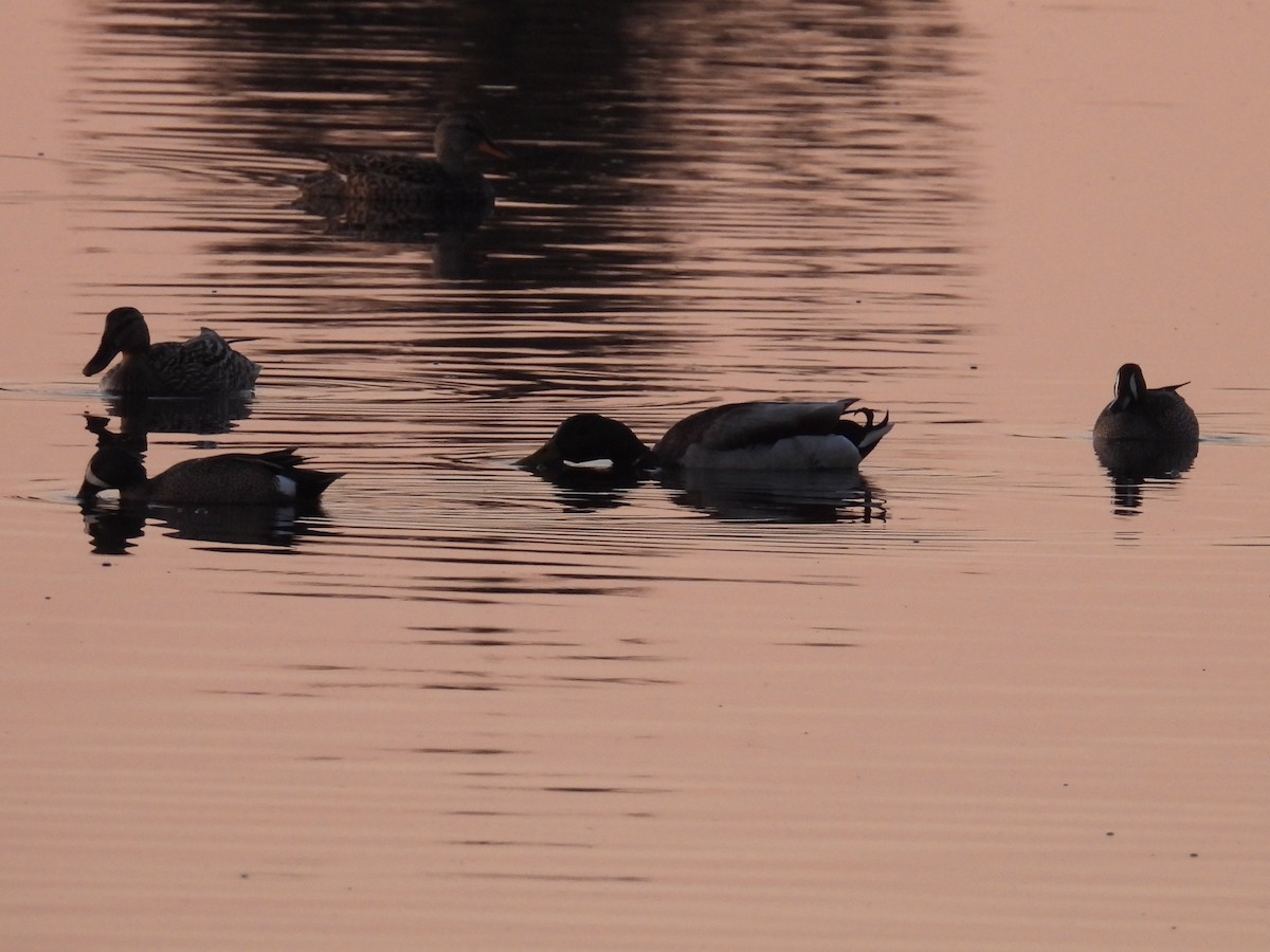 Blue-winged Teal - Tina Toth