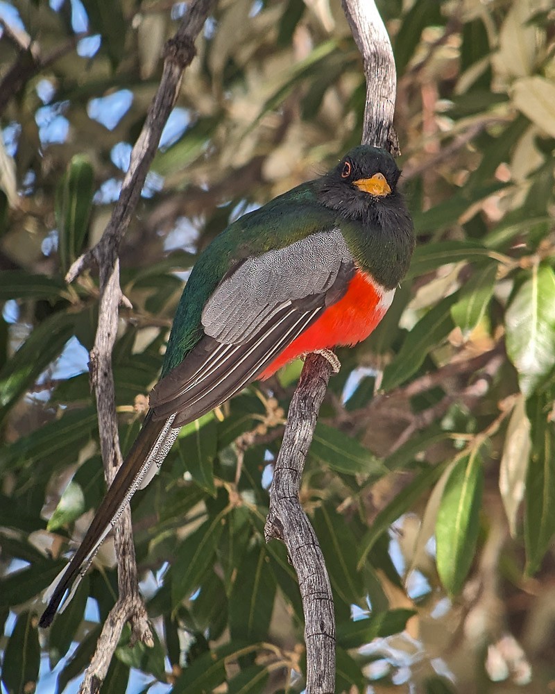 Elegant Trogon (Coppery-tailed) - Richard Fray