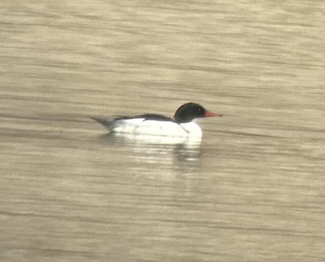 Common Merganser - Teri Martine