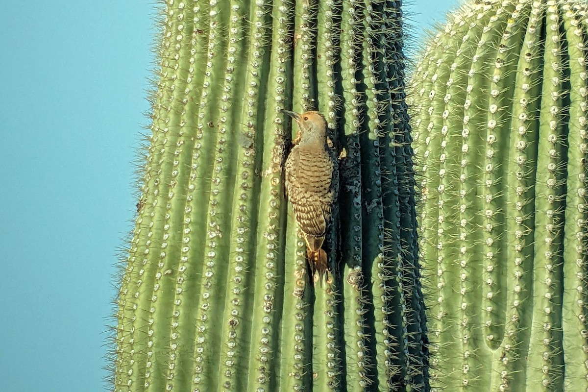 Gilded Flicker - Richard Fray