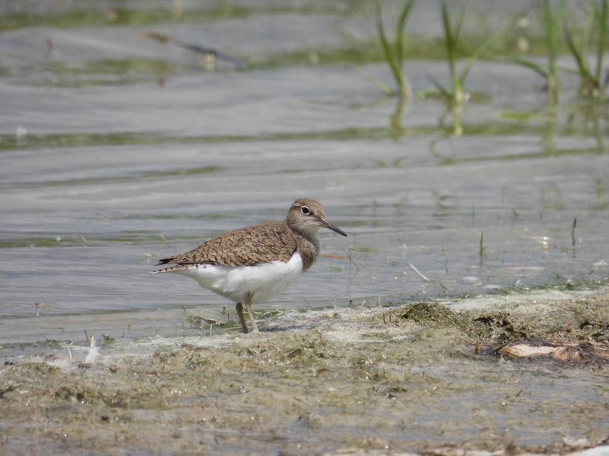 Common Sandpiper - Murat Akkaya