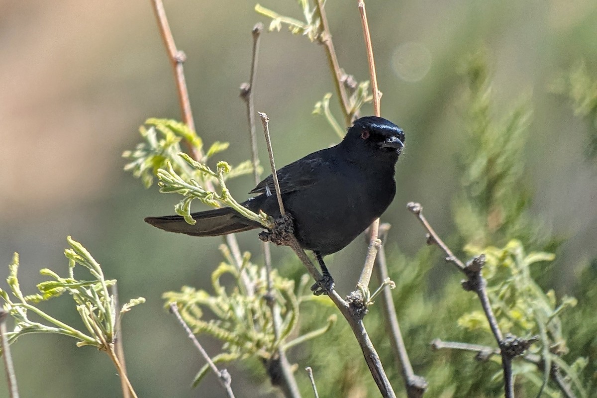 Phainopepla - Richard Fray