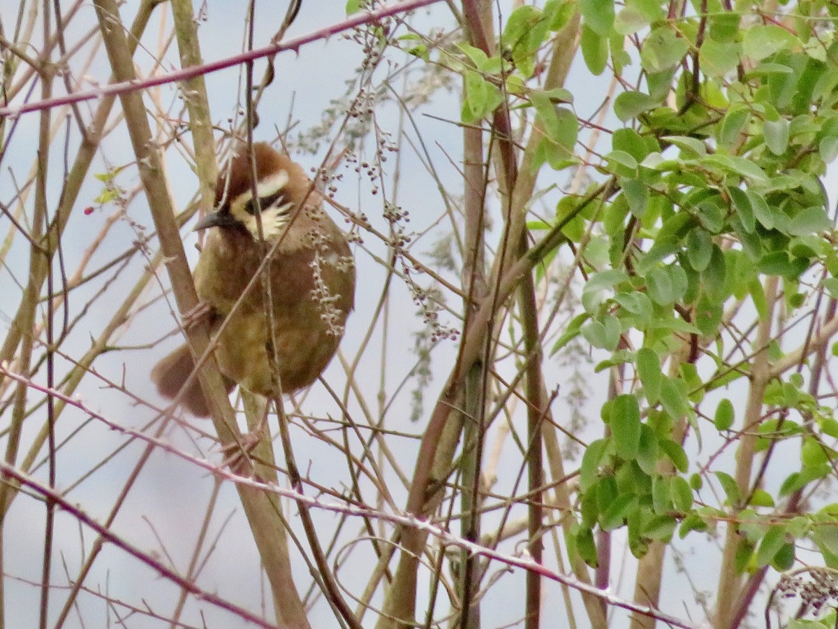 White-browed Laughingthrush - ML618801878