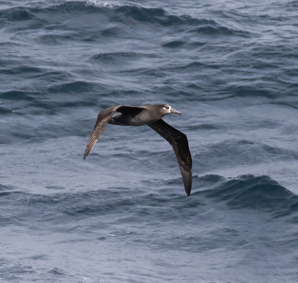 Черноногий альбатрос - ML618801880