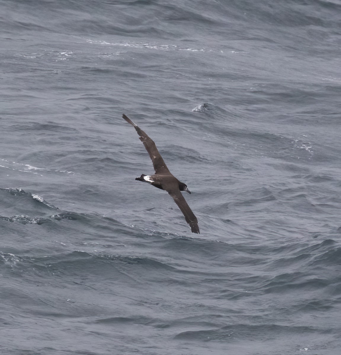 Black-footed Albatross - ML618801881