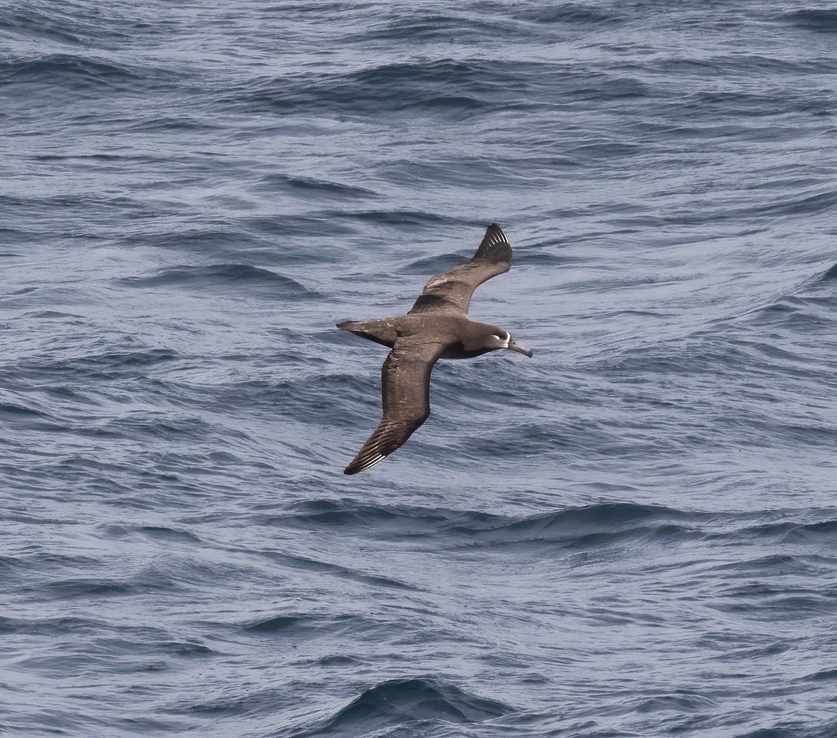 albatros černonohý - ML618801882
