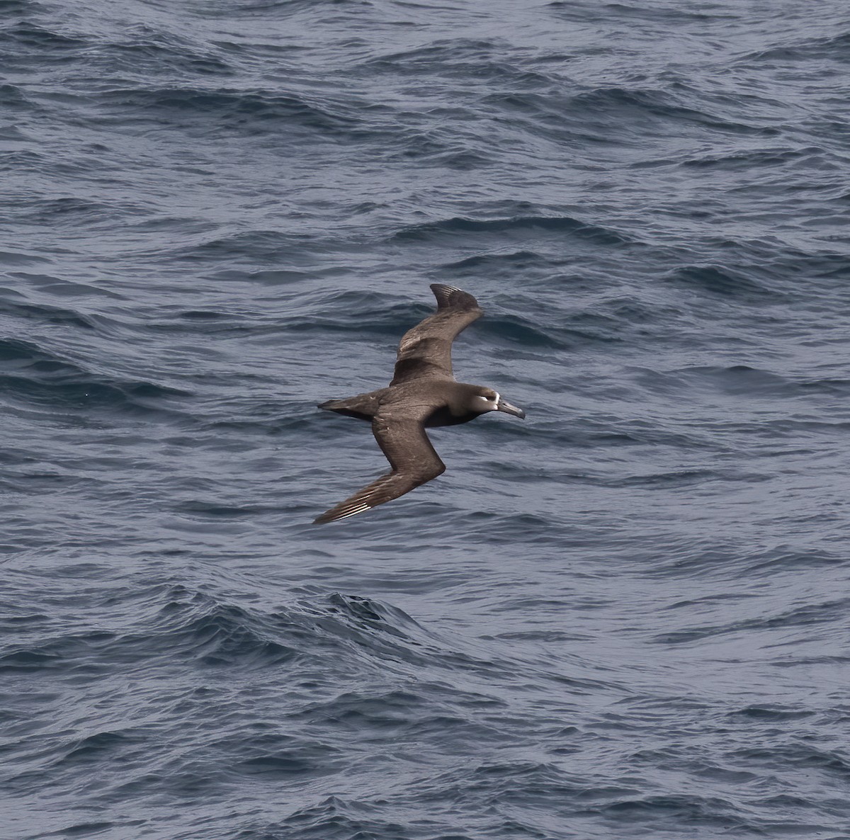 Albatros à pieds noirs - ML618801883