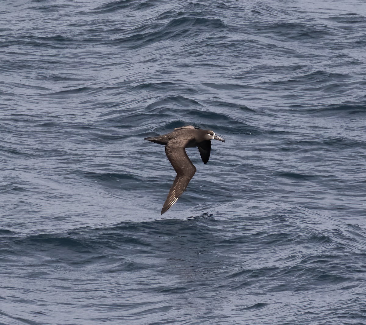 Albatros à pieds noirs - ML618801885