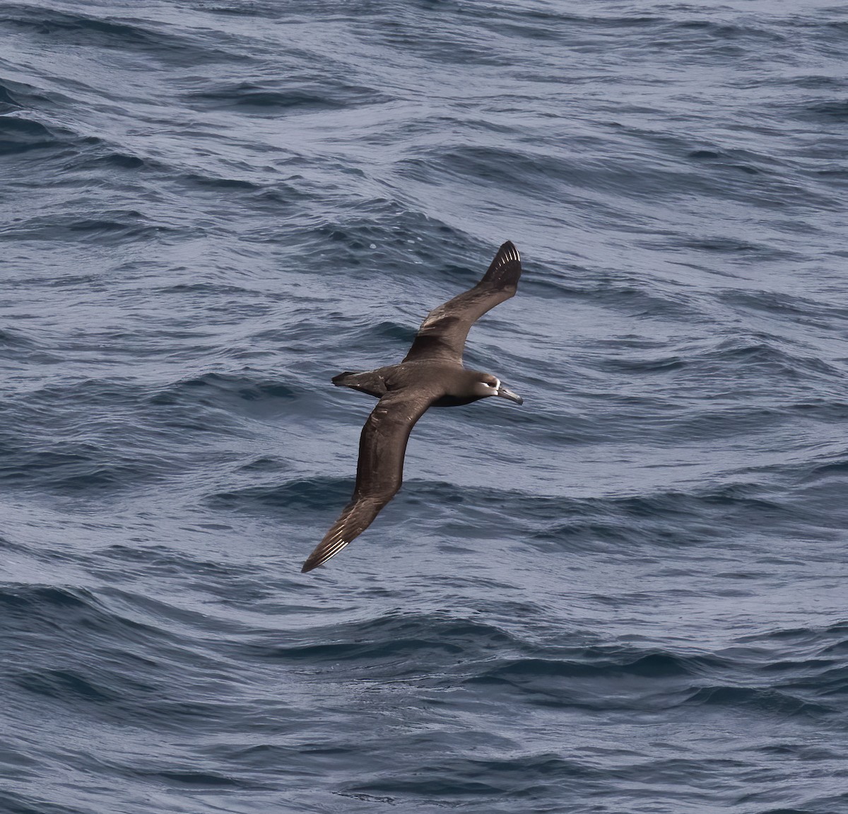 Albatros à pieds noirs - ML618801886
