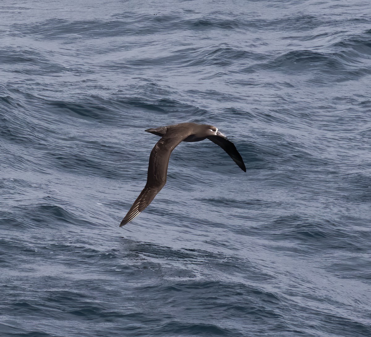 Albatros à pieds noirs - ML618801887