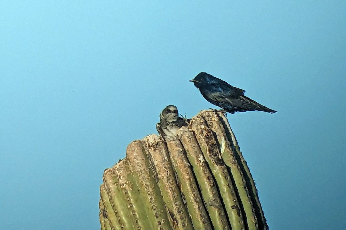 Golondrina Purpúrea (hesperia) - ML618801892