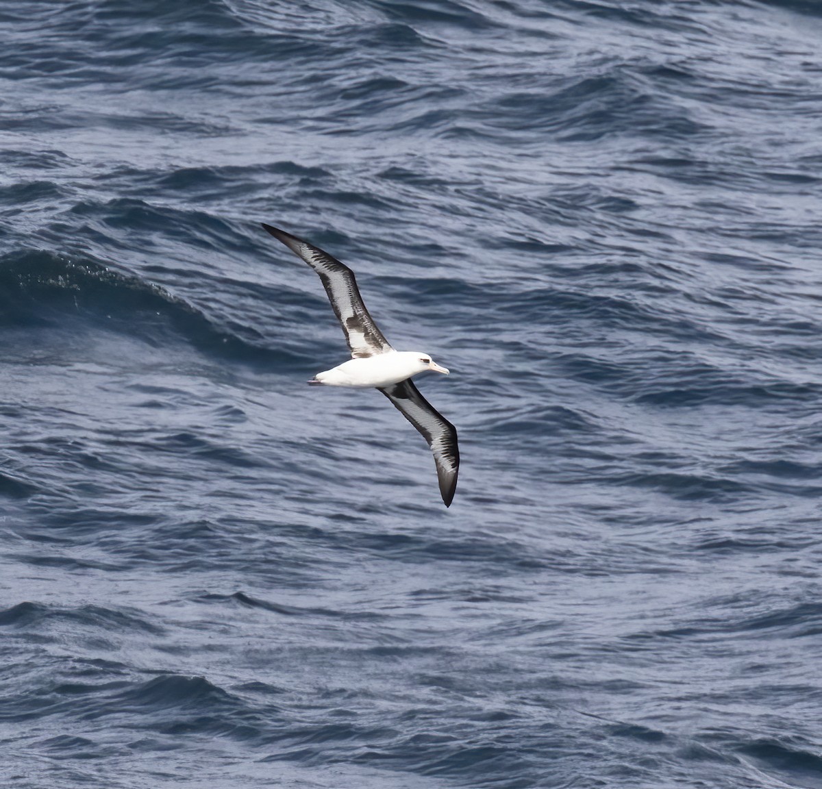 Laysan Albatross - Gary Rosenberg