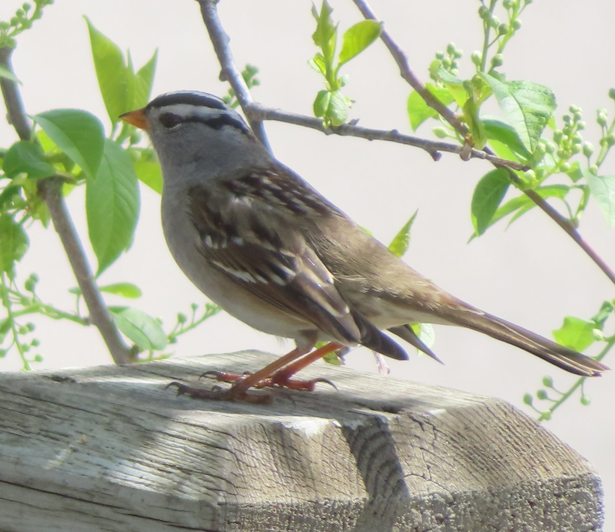 White-crowned Sparrow - Violet Kosack