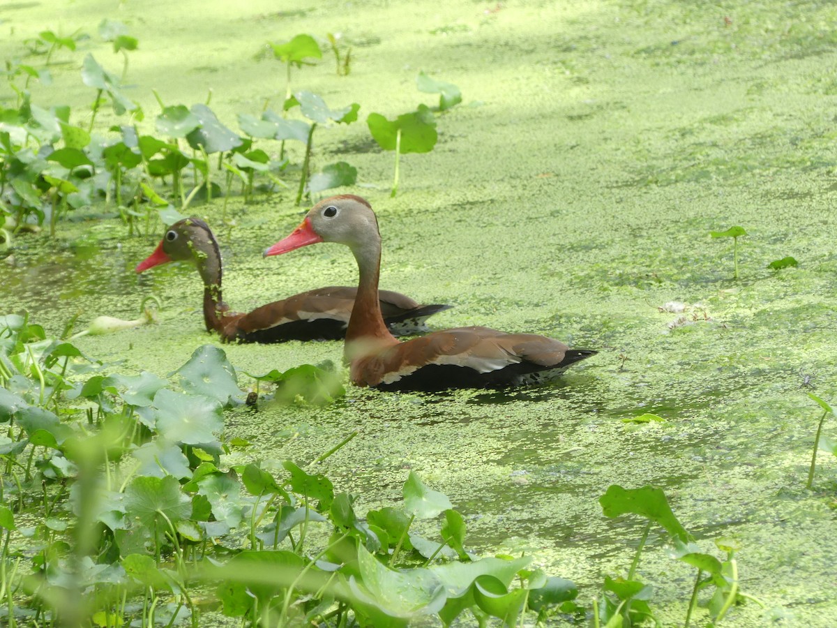 Black-bellied Whistling-Duck - Jeanine Merrill