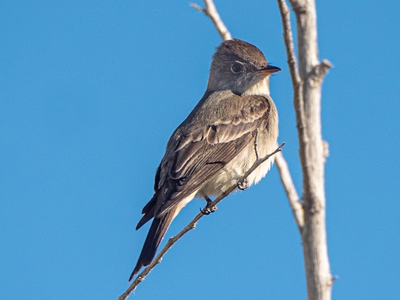 Olive-sided Flycatcher - Kurt Buzard