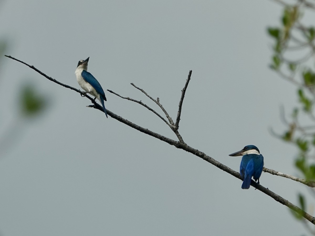 Collared Kingfisher - Daniel Néron