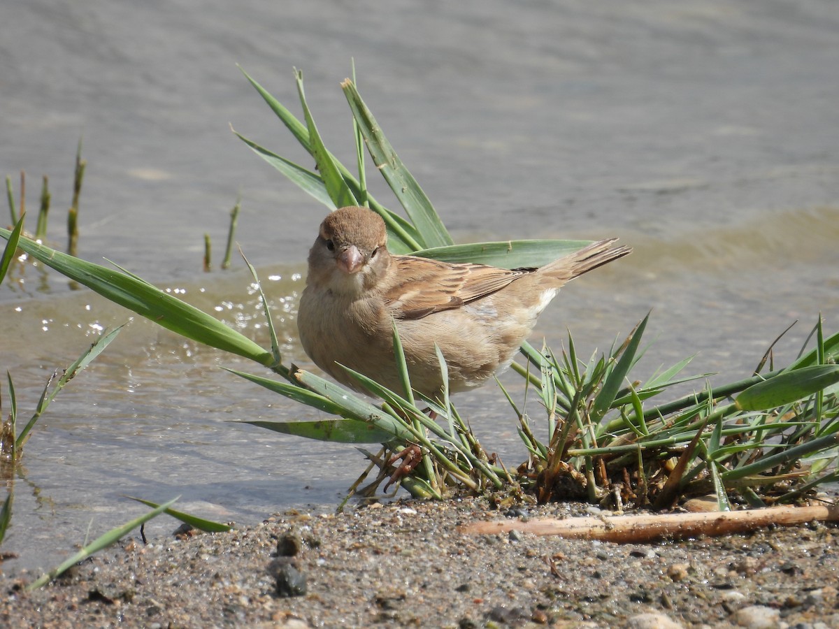 House Sparrow - Murat Akkaya