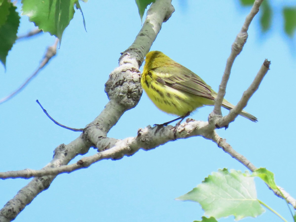 Prairie Warbler - Davida Kalina