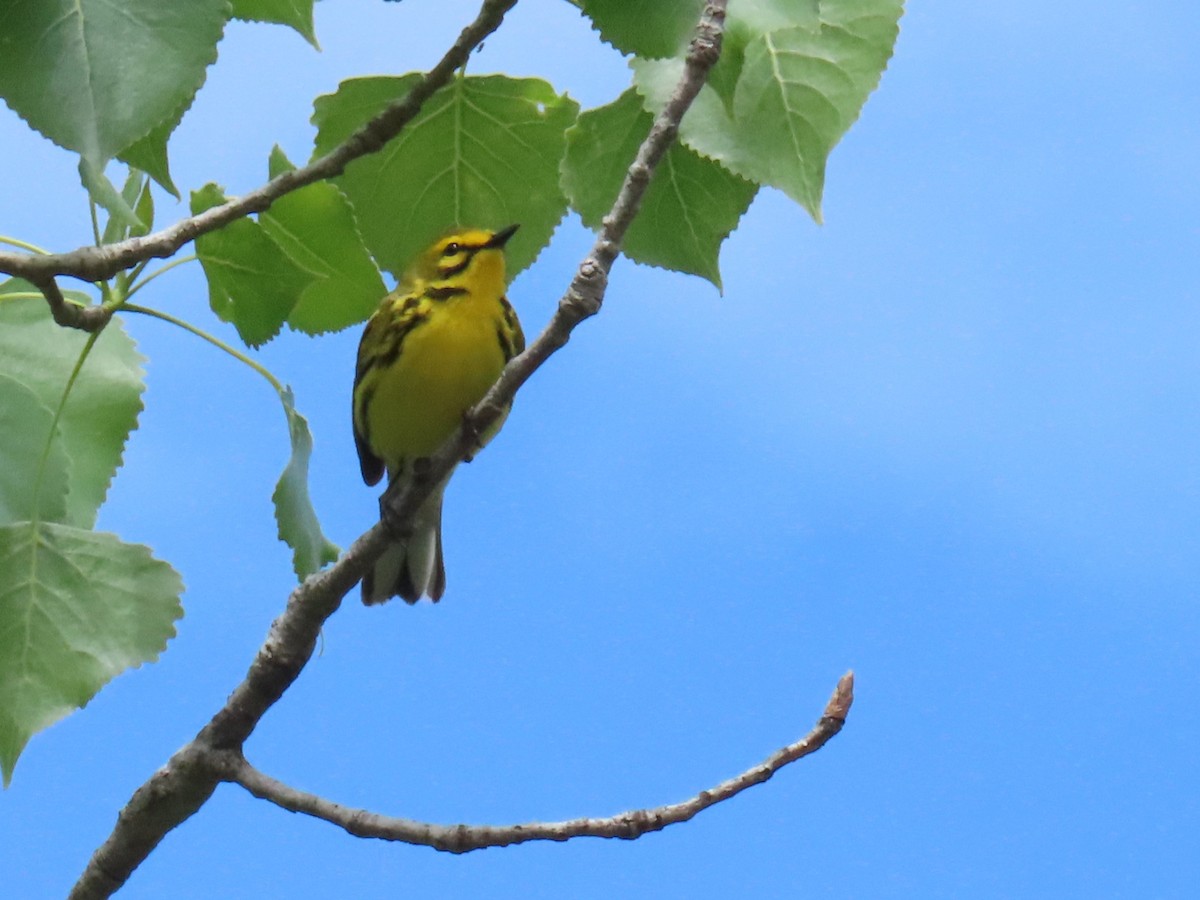 Prairie Warbler - Davida Kalina